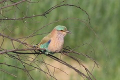 Coracias benghalensis