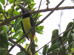 Pteroglossus viridis