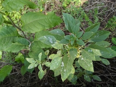 Acalypha malabarica