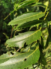 Azadirachta