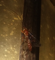 Labeninae