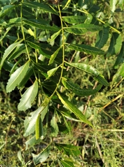 Azadirachta