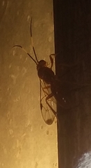 Labeninae