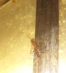 Labeninae