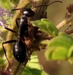Camponotus