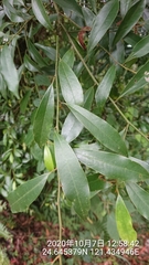 Magnolia compressa