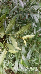 Magnolia compressa