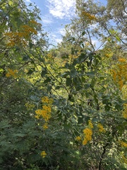 Verbesina montanoifolia