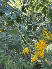 Verbesina montanoifolia