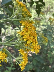 Verbesina montanoifolia