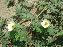 Kallstroemia