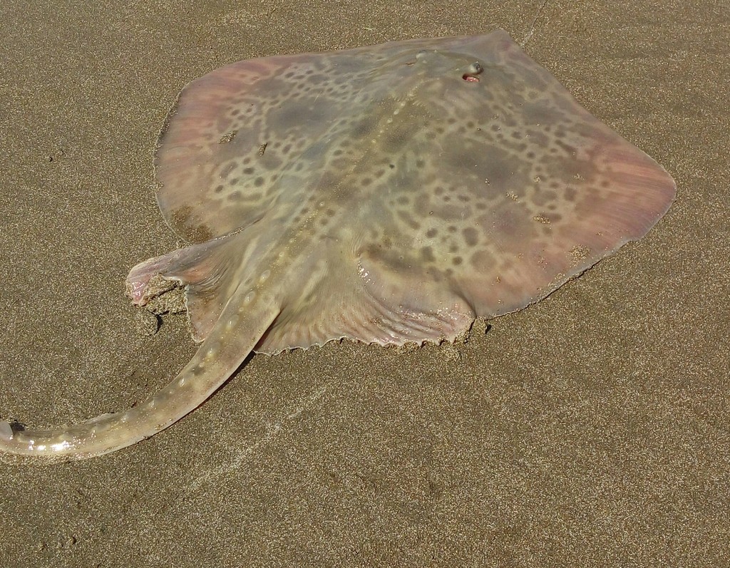 Smallnose Fanskate