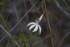 Praecoxanthus aphyllus