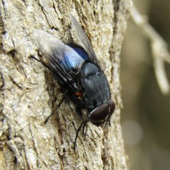 Calliphora quadrimaculata