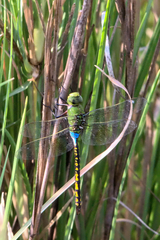 Anax indicus