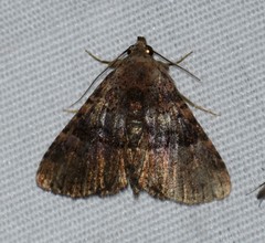 Metalectra quadrisignata