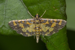 Eurrhyparodes tricoloralis