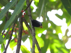 Euphonia cayennensis