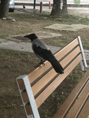 Corvus cornix