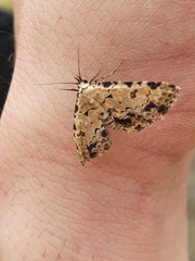 Sandava scitisignata