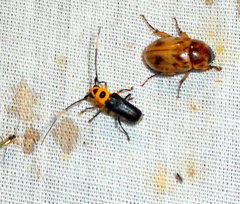 Cephalodina crassiceps