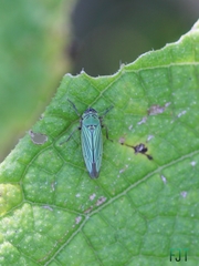Chlorogonalia losoplanensis