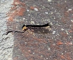 Doleromorpha porphyria