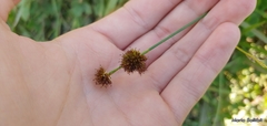 Juncus bolanderi
