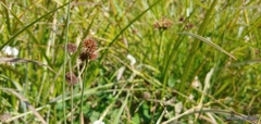 Juncus bolanderi