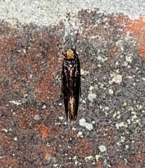 Doleromorpha porphyria