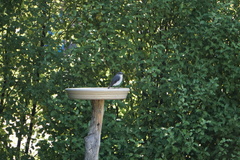 Eopsaltria georgiana