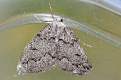 Sabulodes packardata