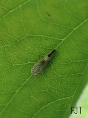 Graphocephala ignava