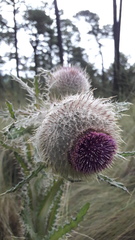 Cirsium nivale