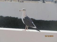 Larus fuscus