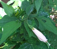 Malvaviscus penduliflorus