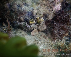 Aploactisoma milesii