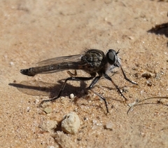 Nevadasilus blantoni