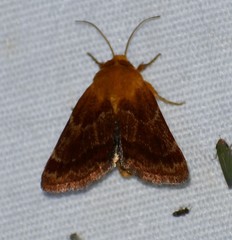 Schinia varix