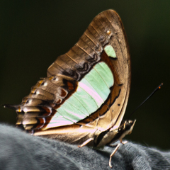 Polyura arja