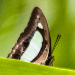 Polyura arja