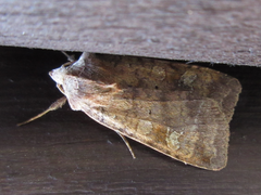 Diarsia canescens