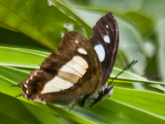 Polyura arja