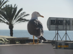 Larus michahellis