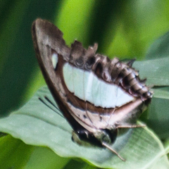 Polyura arja
