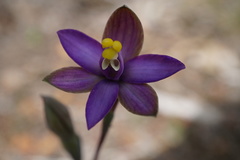 Thelymitra uliginosa