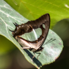 Polyura arja