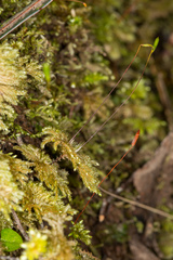 Sciadocladus menziesii