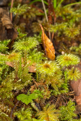 Sciadocladus menziesii