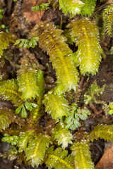 Schistochila nobilis